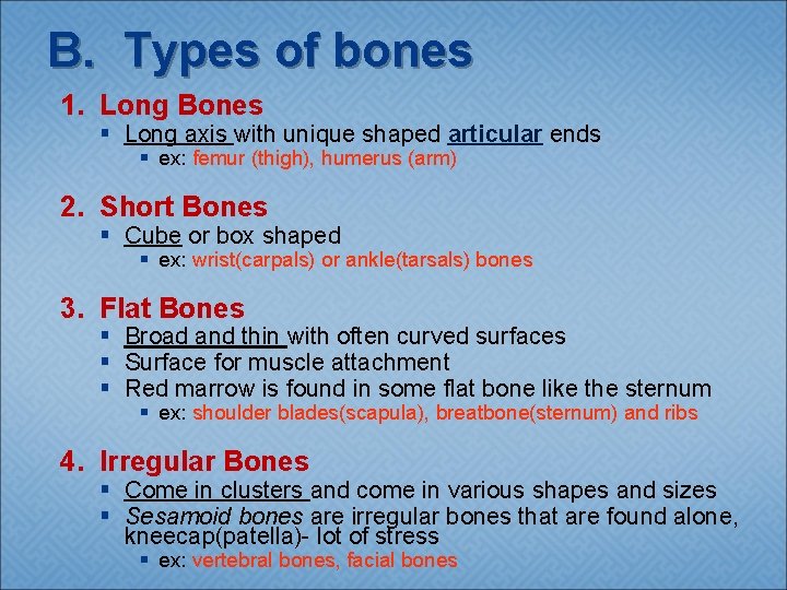 B. Types of bones 1. Long Bones § Long axis with unique shaped articular