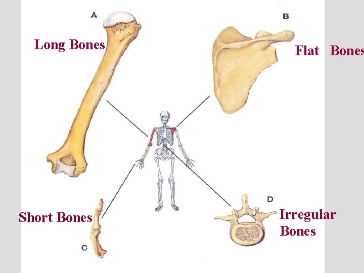 Long Bones Short Bones Flat Bones Irregular Bones 