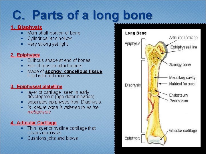 C. Parts of a long bone 1. Diaphysis § Main shaft portion of bone