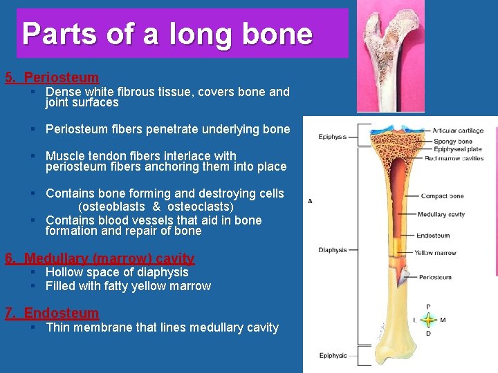 Parts of a long bone 5. Periosteum § Dense white fibrous tissue, covers bone