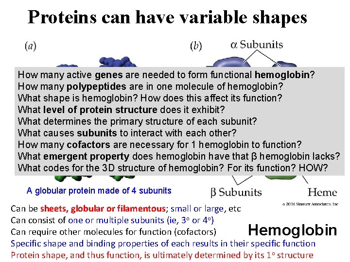 Proteins can have variable shapes How many active genes are needed to form functional