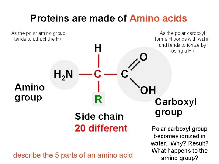 Proteins are made of Amino acids Proteins are made of Amino Acids As the