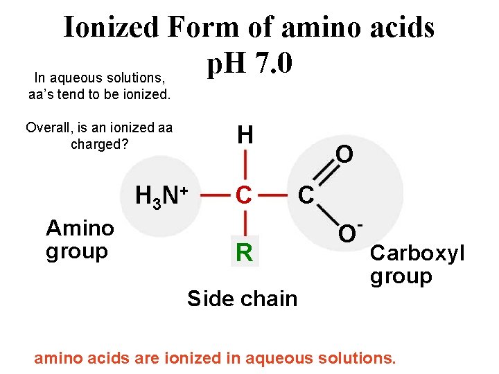 Ionized Form of amino acids p. H 7. 0 In aqueous solutions, aa’s tend