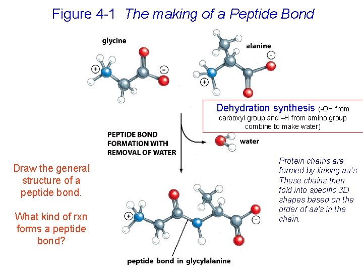 Figure 4 -1 The making of a Peptide Bond Dehydration synthesis (-OH from carboxyl