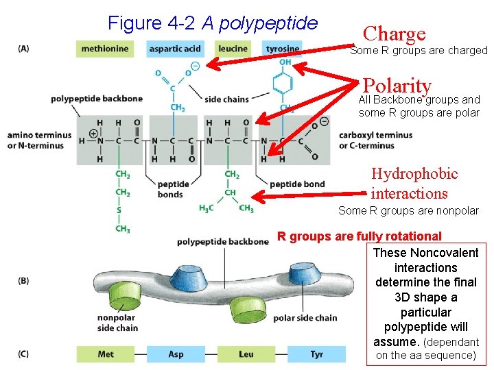Figure 4 -2 A polypeptide Charge Some R groups are charged Polarity All Backbone