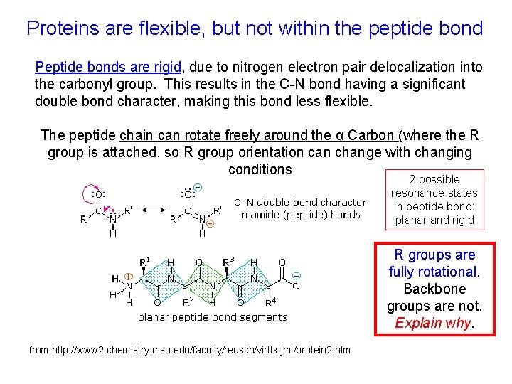 Proteins are flexible, but not within the peptide bond Peptide bonds are rigid, due