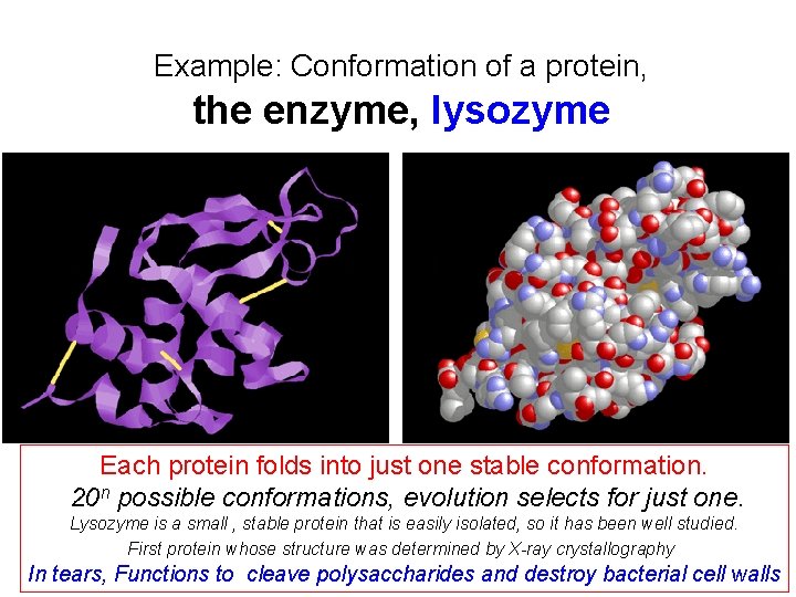 Example: Conformation of a protein, the enzyme, lysozyme Each protein folds into just one