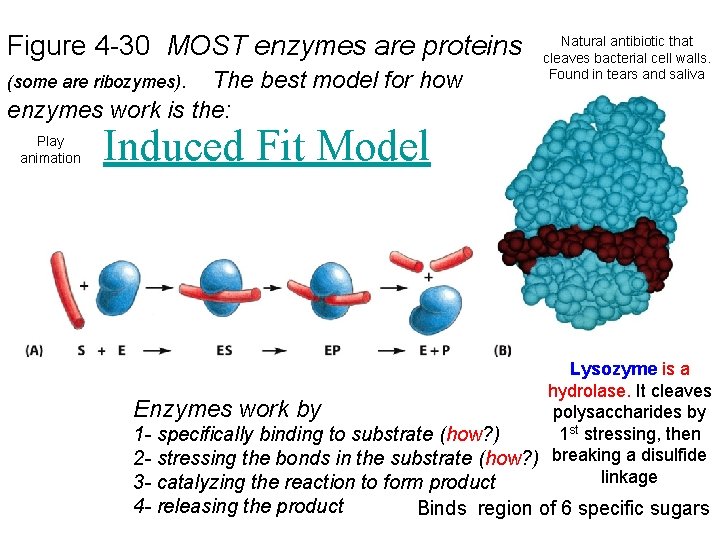 Figure 4 -30 MOST enzymes are proteins (some are ribozymes). The best model for