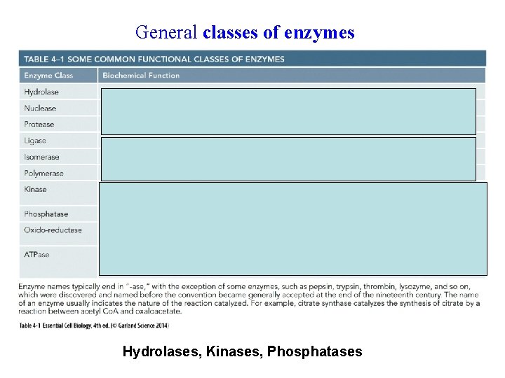 General classes of enzymes peroxidase Hydrolases, Kinases, Phosphatases 