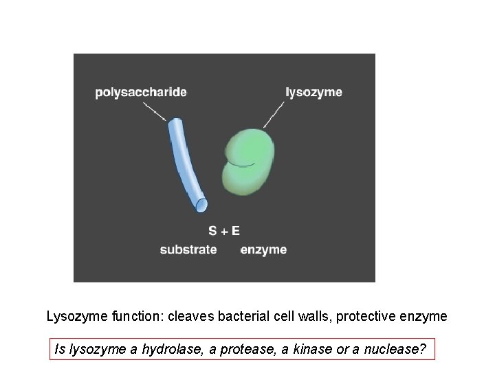 Lysozyme function: cleaves bacterial cell walls, protective enzyme Is lysozyme a hydrolase, a protease,