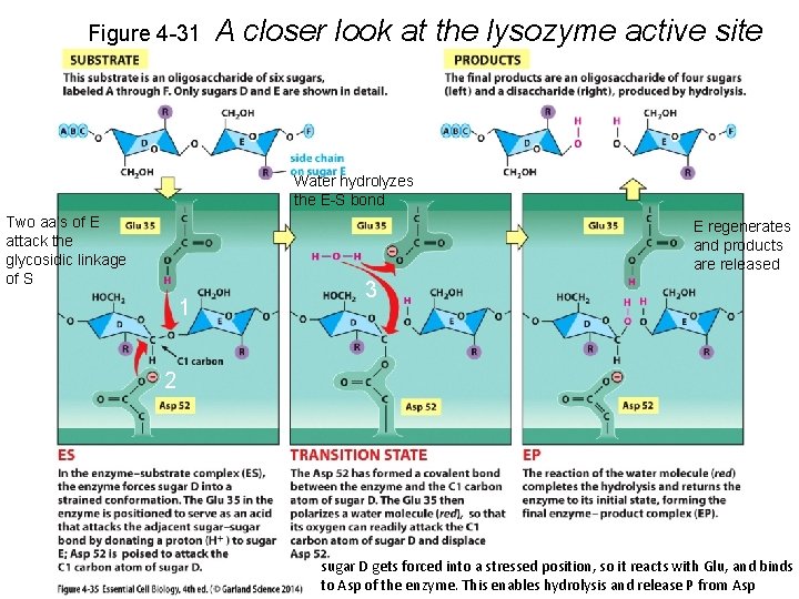 Figure 4 -31 A closer look at the lysozyme active site Water hydrolyzes the