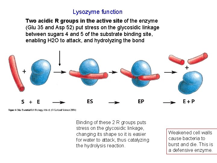 Lysozyme function Two acidic R groups in the active site of the enzyme (Glu