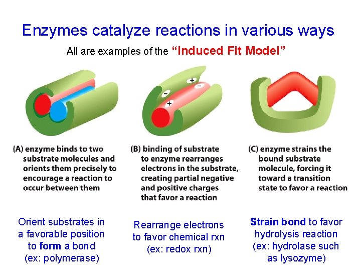 Enzymes catalyze reactions in various ways All are examples of the “Induced Orient substrates