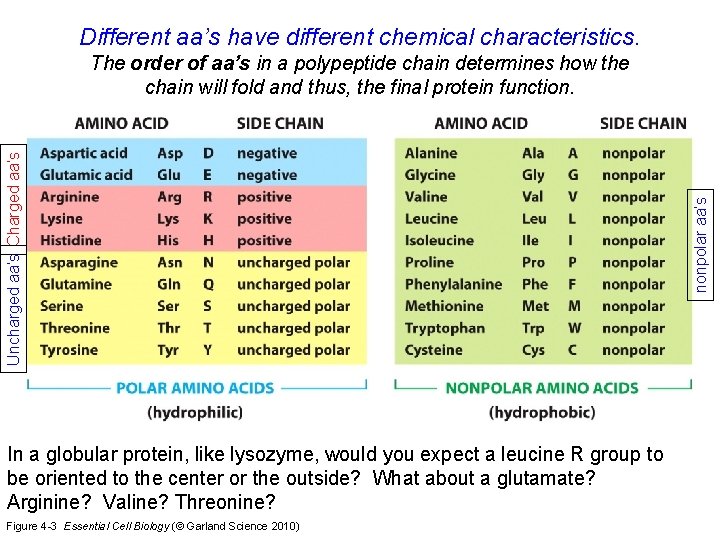 Different aa’s have different chemical characteristics. In a globular protein, like lysozyme, would you
