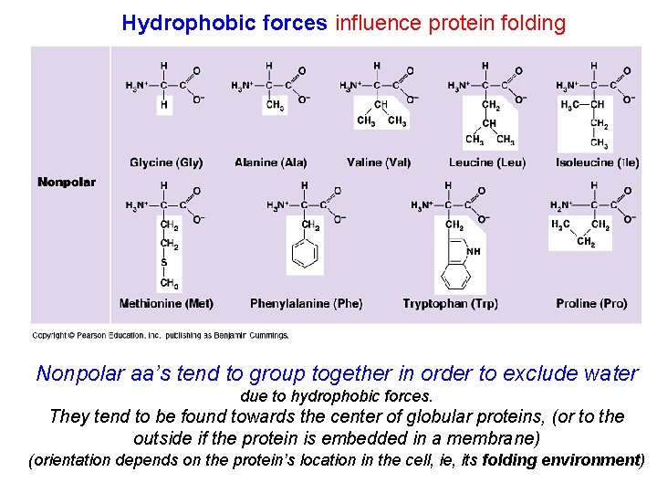 Hydrophobic forces influence protein folding Nonpolar aa’s tend to group together in order to