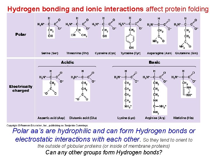 Hydrogen bonding and ionic interactions affect protein folding Polar aa’s are hydrophilic and can