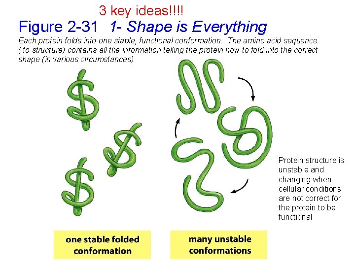 3 key ideas!!!! Figure 2 -31 1 - Shape is Everything Each protein folds