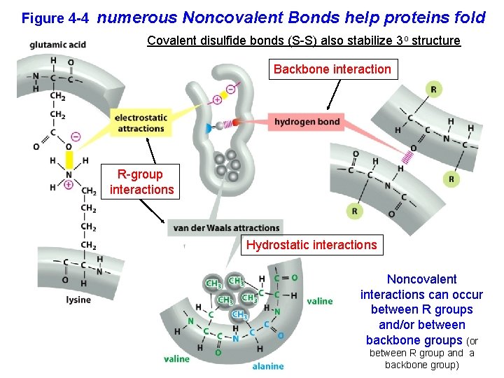 Figure 4 -4 numerous Noncovalent Bonds help proteins fold Covalent disulfide bonds (S-S) also