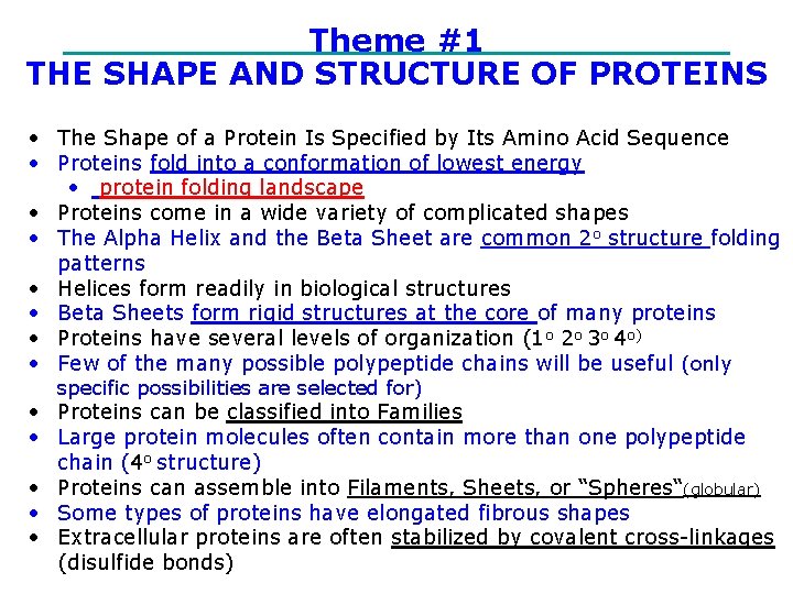 Theme #1 THE SHAPE AND STRUCTURE OF PROTEINS • The Shape of a Protein