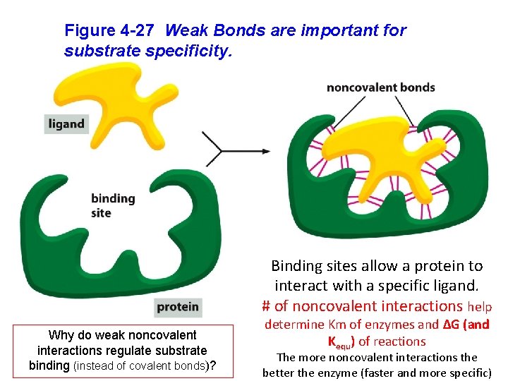 Figure 4 -27 Weak Bonds are important for substrate specificity. Binding sites allow a