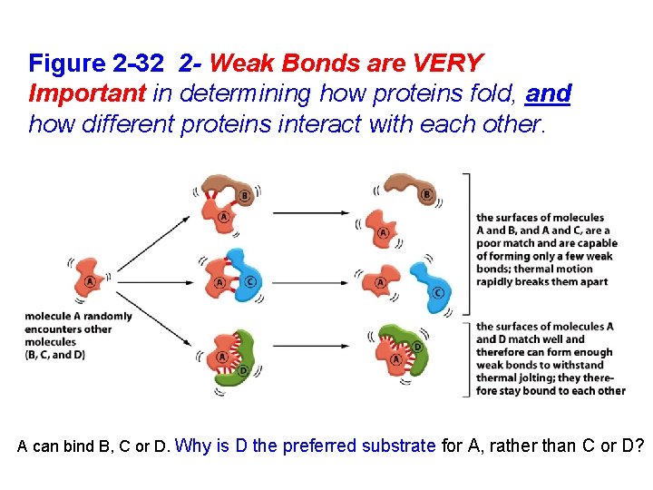 Figure 2 -32 2 - Weak Bonds are VERY Important in determining how proteins
