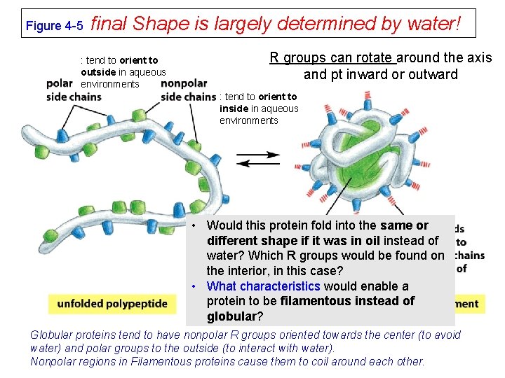 Figure 4 -5 final Shape is largely determined by water! : tend to orient