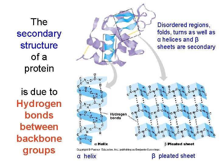 The secondary structure of a protein is due to Hydrogen bonds between backbone groups