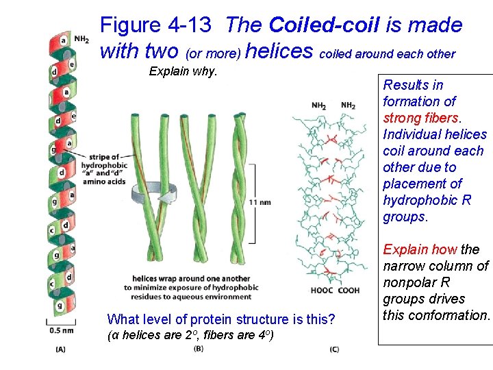 Figure 4 -13 The Coiled-coil is made with two (or more) helices coiled around