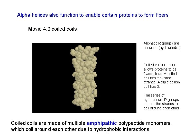 Alpha helices also function to enable certain proteins to form fibers Movie 4. 3