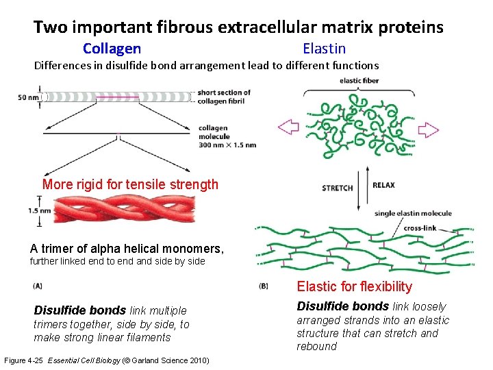 Two important fibrous extracellular matrix proteins Collagen Elastin Differences in disulfide bond arrangement lead