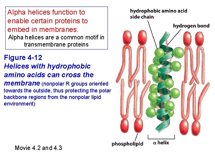 Alpha helices function to enable certain proteins to embed in membranes. Alpha helices are
