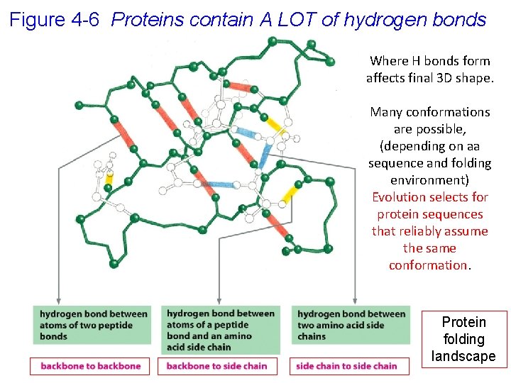 Figure 4 -6 Proteins contain A LOT of hydrogen bonds Where H bonds form