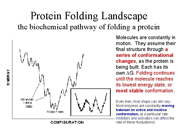 Protein Folding Landscape the biochemical pathway of folding a protein Molecules are constantly in