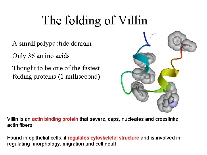 The folding of Villin A small polypeptide domain Only 36 amino acids Thought to