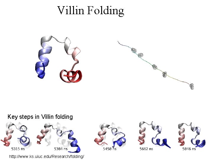 Villin Folding Key steps in Villin folding http: //www. ks. uiuc. edu/Research/folding/ 