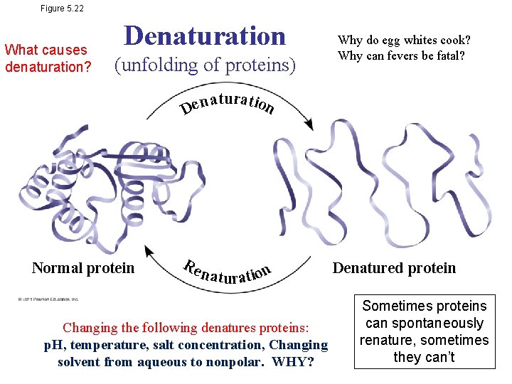 Figure 5. 22 What causes denaturation? Denaturation (unfolding of proteins) Why do egg whites