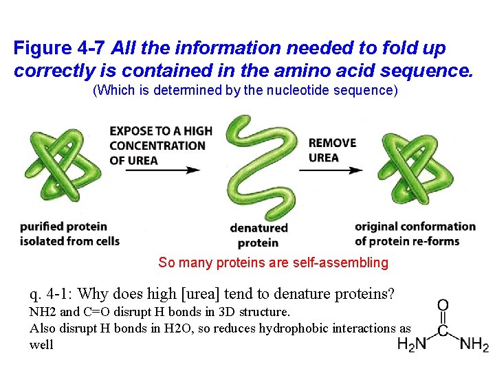 Figure 4 -7 All the information needed to fold up correctly is contained in