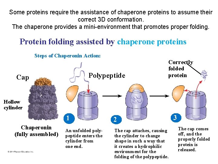 Some proteins require the assistance of chaperone proteins to assume their correct 3 D