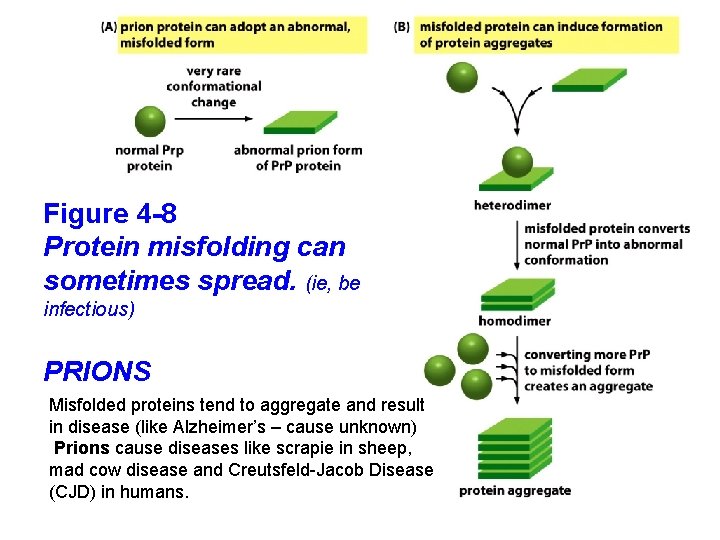 Figure 4 -8 Protein misfolding can sometimes spread. (ie, be infectious) PRIONS Misfolded proteins