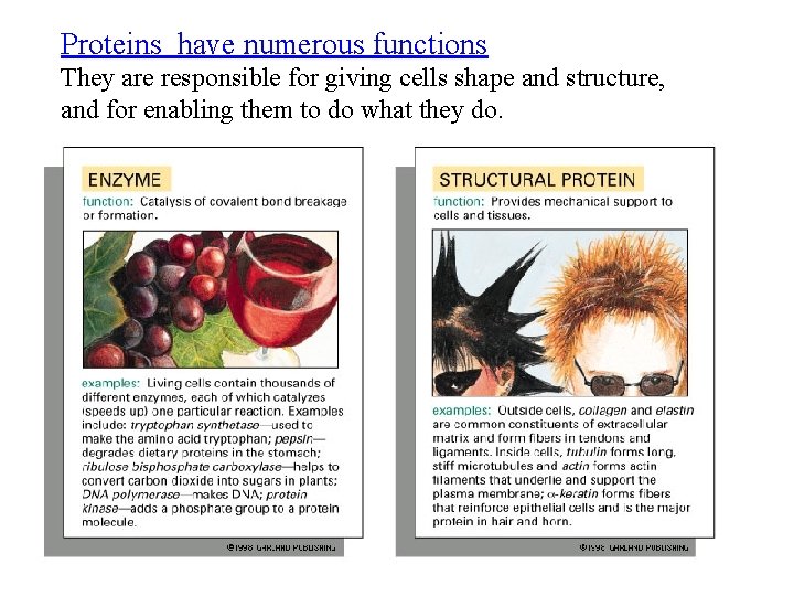 Proteins have numerous functions They are responsible for giving cells shape and structure, and