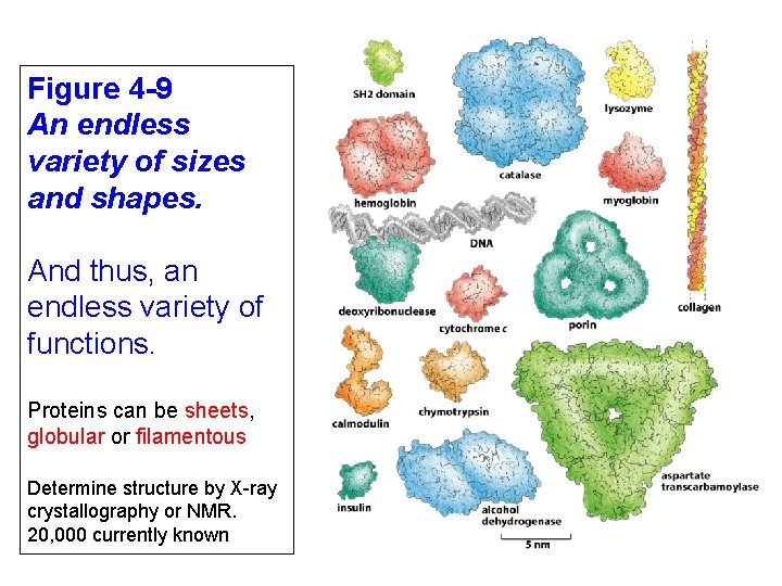 Figure 4 -9 An endless variety of sizes and shapes. And thus, an endless
