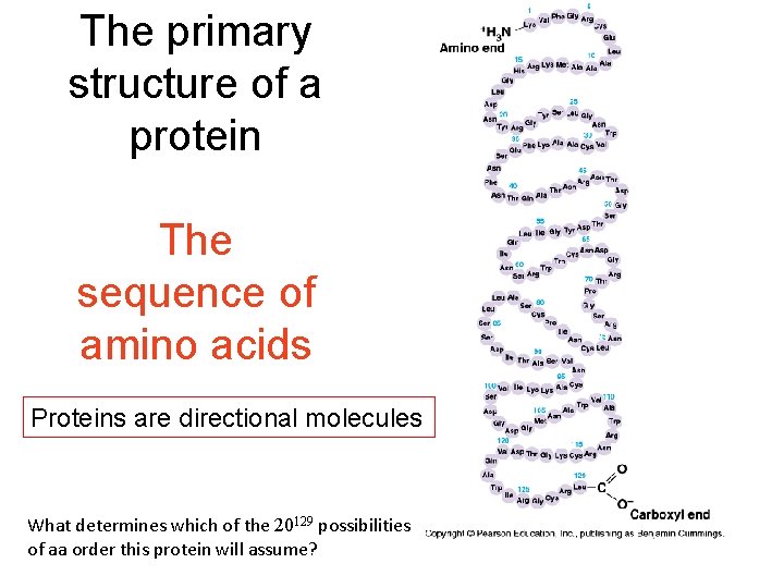The primary structure of a protein The sequence of amino acids Proteins are directional