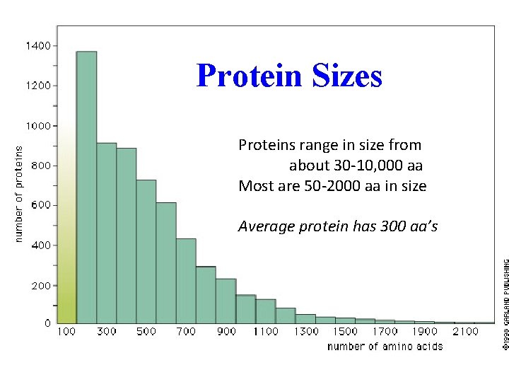 Protein Sizes Proteins range in size from about 30 -10, 000 aa Most are