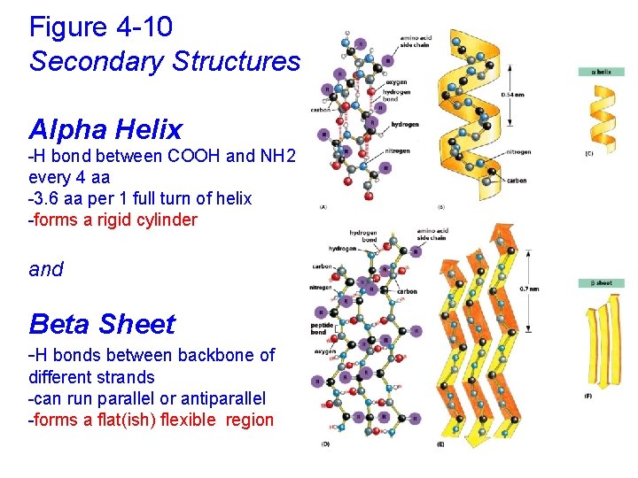 Figure 4 -10 Secondary Structures Alpha Helix -H bond between COOH and NH 2