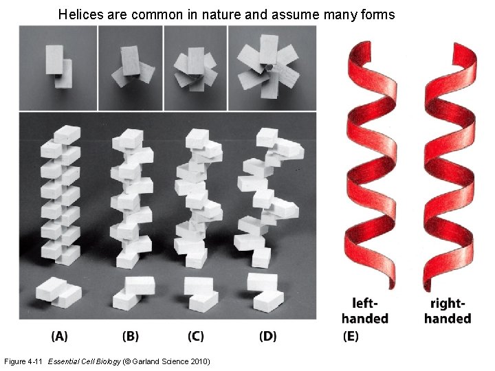 Helices are common in nature and assume many forms Figure 4 -11 Essential Cell