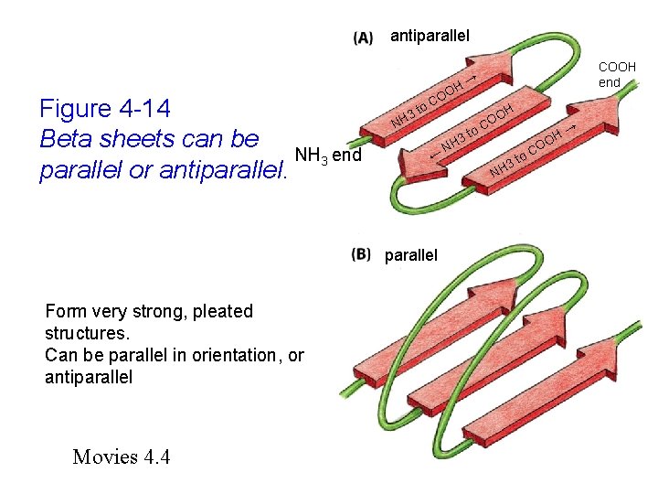 antiparallel Figure 4 -14 Beta sheets can be NH 3 end parallel or antiparallel.