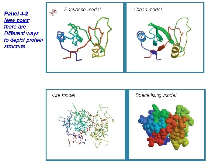 Panel 4 -2 New point: there are Different ways to depict protein structure Backbone