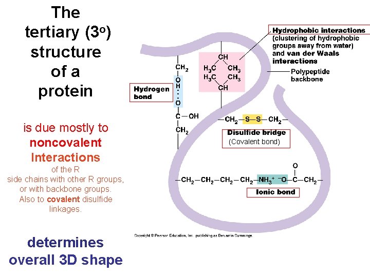 The tertiary (3 o) structure of a protein is due mostly to noncovalent Interactions