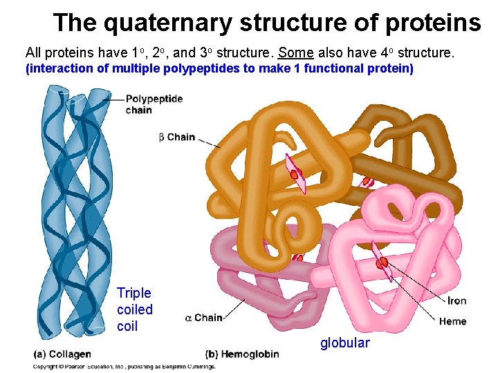 The quaternary structure of proteins All proteins have 1 o, 2 o, and 3