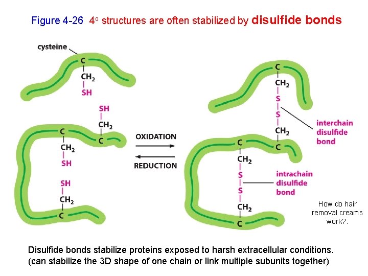 Figure 4 -26 4 o structures are often stabilized by disulfide bonds How do